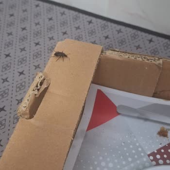 Keçiören Kardeşler Pide Salonu Lahmacundan Canlı Böcek Çıkması