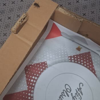 Keçiören Kardeşler Pide Salonu Lahmacundan Canlı Böcek Çıkması