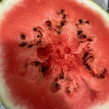 Migros Mağazasından Aldığım Karpuz Kötü Çıktı