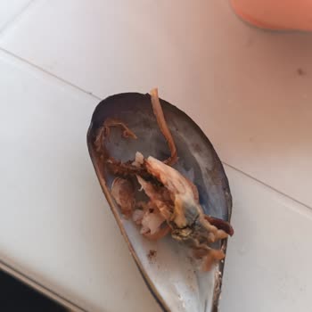 Midyeci Sülo Midyeleri İçinde Bulunan Yeşil Mide Kaldırmayan Şeyler