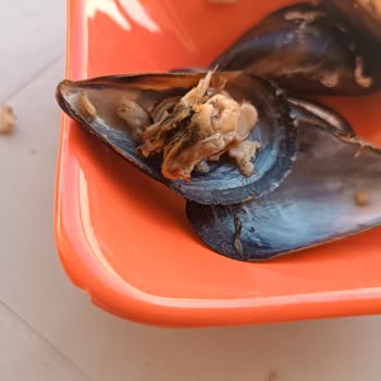 Midyeci Sülo Midyeleri İçinde Bulunan Yeşil Mide Kaldırmayan Şeyler