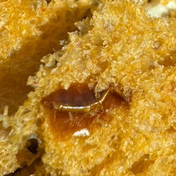 MR No Dardanel Sandviçten Böcek Çıktı