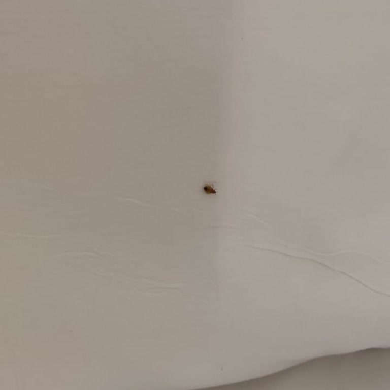 Özkaymak Falez Otel Bu Yüzyılda 5 Yıldızlı Bir Otelde Tahtakurusu!