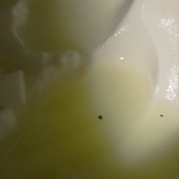 BİM Marketten Aldığım Yoğurttan Sinek Çıktı