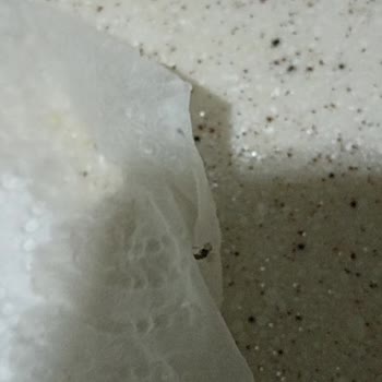 BİM Marketten Aldığım Yoğurttan Sinek Çıktı