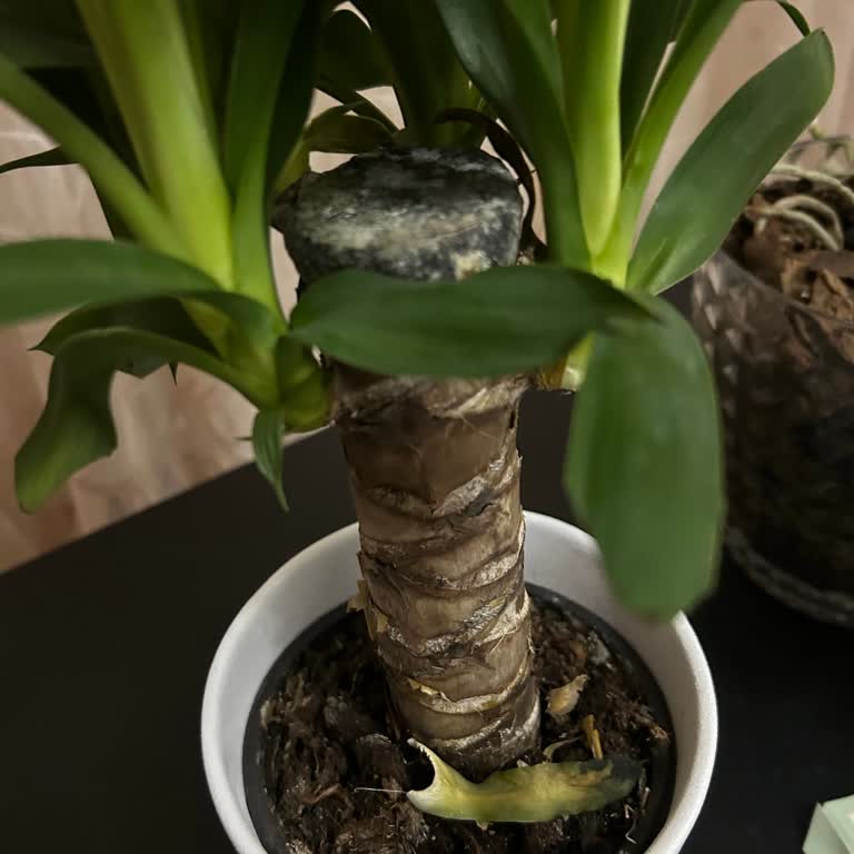 Çiçek Sepeti Küflü Çiçek Göndermiş