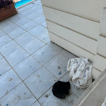 Tatilbudur Royal Paradise Hoteli Tam Bir Fiyasko.