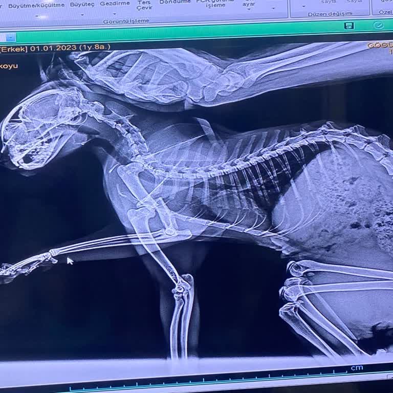 Yenibosna Veteriner Kliniği Kedimin Eksik Bilgi Sonucu Hasarını Fark Edemedik