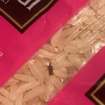 Anadolu Mutfağı Ayıkla Böceğin Pirincini!