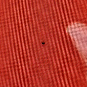 Mosca Muerta en la Pantalla del Philips 65PUS7304/12 TV