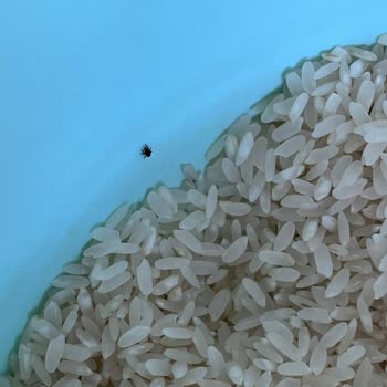 Carrefour: Productos con Insectos y Servicio Deficiente