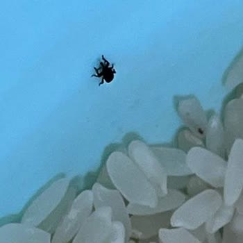 Carrefour: Productos con Insectos y Servicio Deficiente