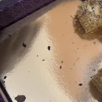 Insectos en Carrefour Lux Delicacy Turkish Delight