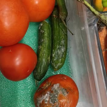 Mi experiencia con el refrigerador Profilo