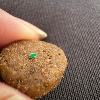 Encontré plástico en la comida para perros Farmina N&D
