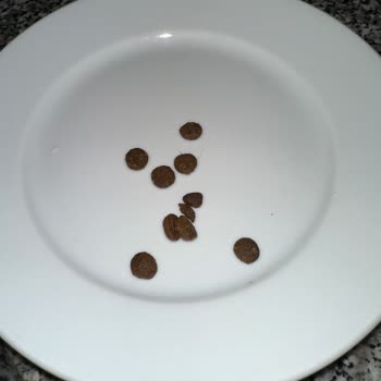 Farmina N&D Comida para Gatos - Mi Gato se Enfermo por Comida Echada a Perder