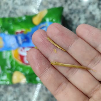 Palo de Madera Encontrado en Papas Lay's