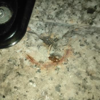 Insecto encontrado en Monster Energy de mango