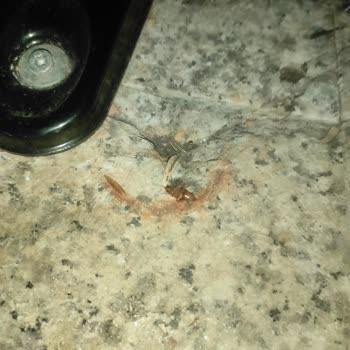 Insecto encontrado en Monster Energy de mango