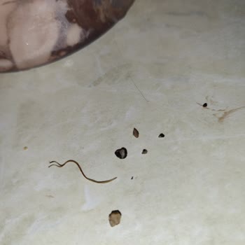 Carte d'Or Helado - Piedras y Hierba Encontradas en el Producto