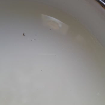 Reis Gıda Reis Pirinç Paketi Böcekli Çıktı