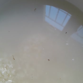 Reis Gıda Reis Pirinç Paketi Böcekli Çıktı