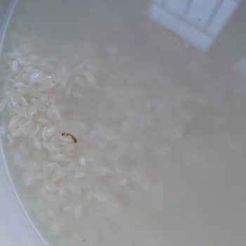 Reis Gıda Reis Pirinç Paketi Böcekli Çıktı