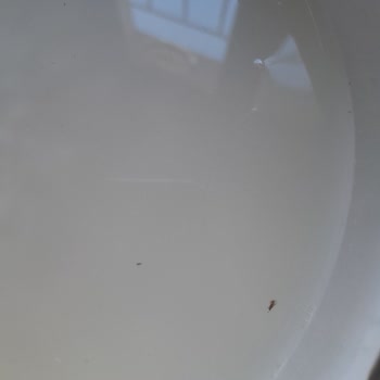 Reis Gıda Reis Pirinç Paketi Böcekli Çıktı