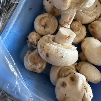 Gökkuşağı Market Bozuk Ve Küflenmiş Ürün Satıyor.