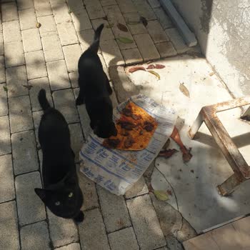 İsos Döner Kokmuş Bayat Döner