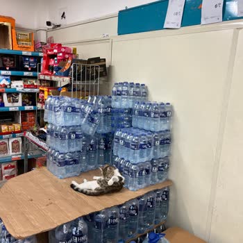 A101'de Ürünlerin Üstüne Yatan Kedi