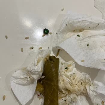 Burcu Gıda Yaprak Sarmasında Böcek Şoku!