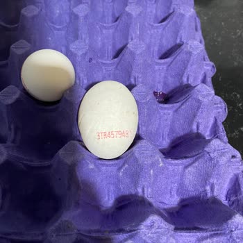 Cepte Şok Alışverişinde Çürük Yumurta Problemi