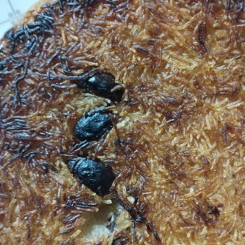 Trendyol Yemek Siparişi Mağduriyeti, Paramızla Rezil Olduk