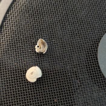 BİM Yurdum Bezelye Salyangoz