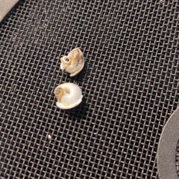 BİM Yurdum Bezelye Salyangoz