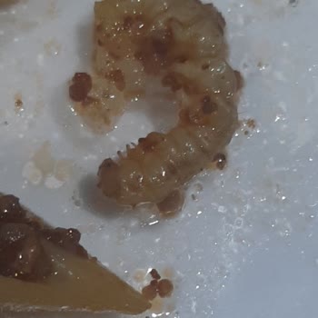 Metro Market Dondurulmuş Kurtlu Bamya