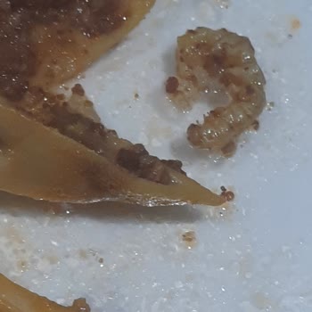 Metro Market Dondurulmuş Kurtlu Bamya