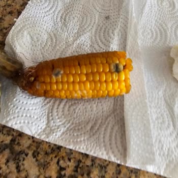 Arçelik Buzdolabı Yiyecekleri Çürütüyor, Servis Sorunu Çözmüyor