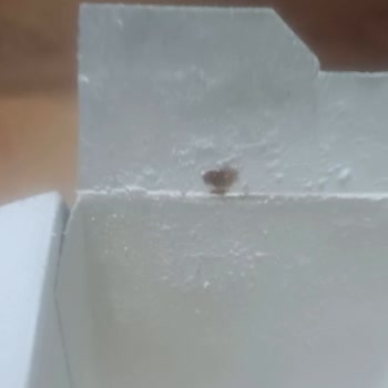 Şok Market Paris Şubesi Bozuk Çikolata Gönderimi