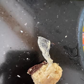 Arı Fırın Fırın Ürünleriyle İlgili Tarafsız Şikayet