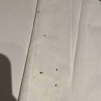 GetirÇarşı Böceklenmiş Ürün Ve Yetersiz Çözüm