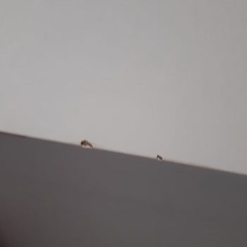 Setay Mobilya Pişmanlıktır Ve Çalışanları Saygısız