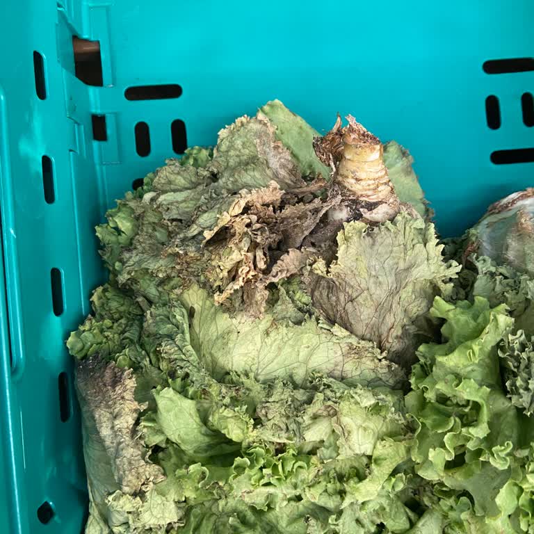 Şok Market Sağlığı Tehdit Ediyor