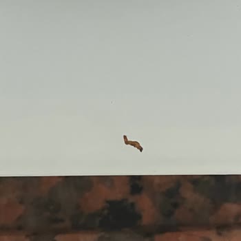 Filiz Makarna Kurtlu Ve Böcekli Çıkıyor