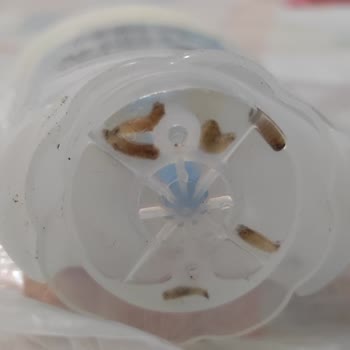 Rexona Clinical Protection Stick Deodorant Kurt Çıktı