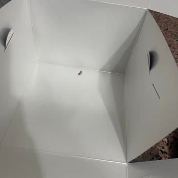 Aksaray Yunus Market Tatlı Tepsi Pastada Kurt Çıktı