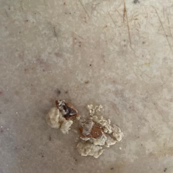 BİM Ceviz Kabuğu Çıktı