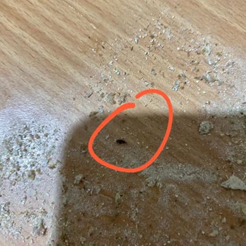 Migros'tan Aldığım Wasa Gevrek Ekmekten Böcek Çıktı