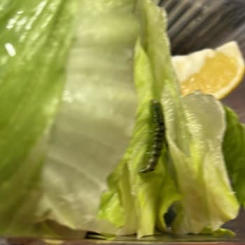 Komagene Siparişimde Tırtıl Skandalı